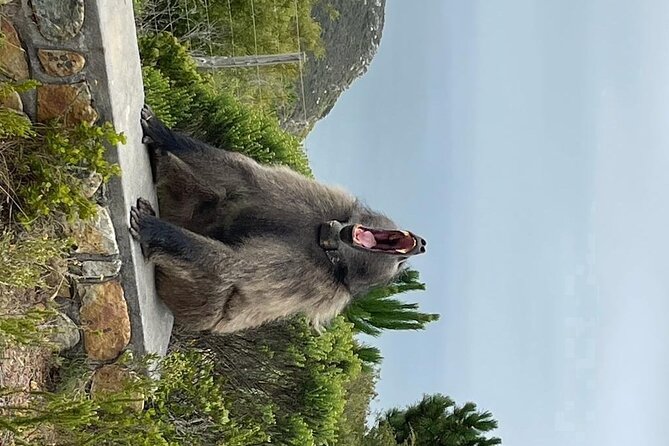 Cape Point, Penguins & Wine Tasting In Constantia Full Day Tour - Hout Bay and the optional seal trip