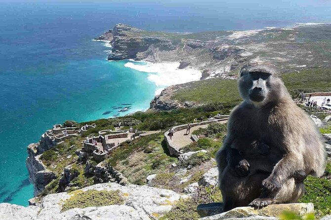 Cape Town Atlantic Helicopter Private Tour including Penguins Cape Point & Lunch - The drive back and the value of a private vehicle