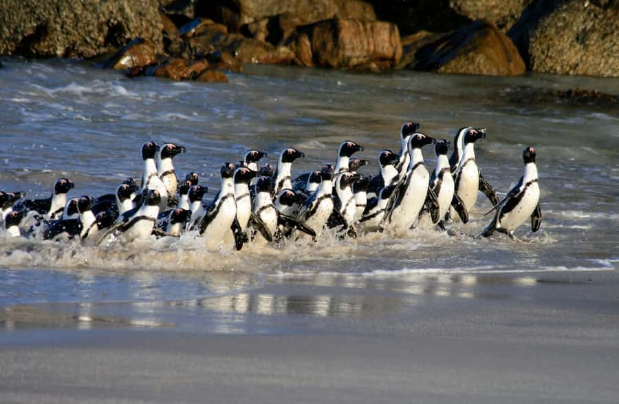 Cape Town: Boulders Penguin Colony Prebooked Entry Ticket - Key points to know before you go