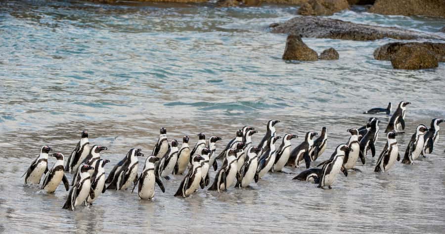 Cape Town: Boulders Penguin Colony Prebooked Entry Ticket - What you see along the boardwalk