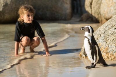 Boulders Penguin Colony Prebooked Entry Ticket