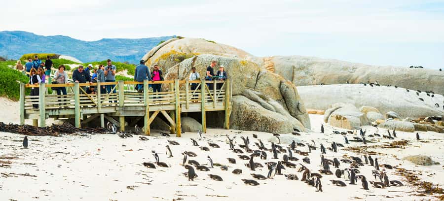 Cape Town: Boulders Penguin Colony Prebooked Entry Ticket - Booking, cancellation, and timing