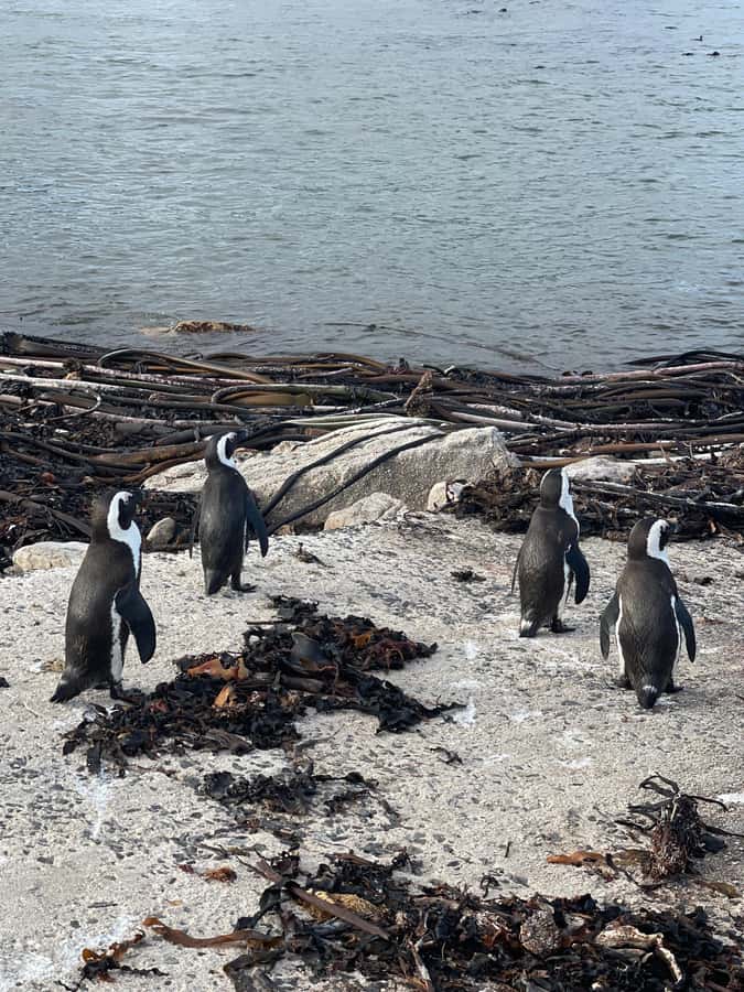 Cape Town: Cape Agulhas and Stony Point Penguin Tour - Who should book this Cape Agulhas tour?