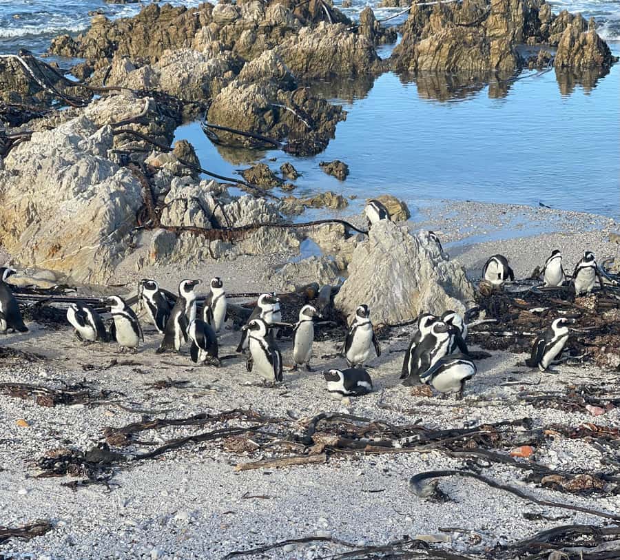 Cape Town: Cape Agulhas and Stony Point Penguin Tour - Walking, weather, and accessibility