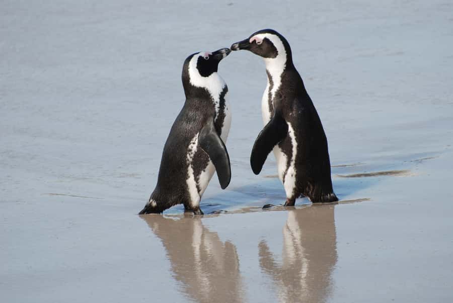 Cape Town: Cape of Good Hope and Penguins Full-Day Tour - Key points to know