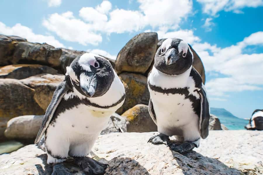 Cape Town: Cape of Good Hope and Penguins Full-Day Tour - What the $48 price really covers