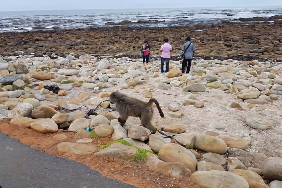 Cape Town: Cape of Good Hope and Penguins Full-Day Tour - Hout Bay and the optional seal boat
