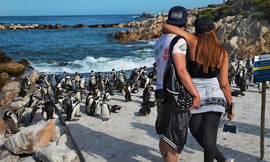 Cape Town: CAPE OF GOOD HOPE AND PENGUINS PRIVATE FULL DAY. - Key points to know before booking