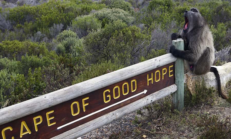 Cape Town: CAPE OF GOOD HOPE AND PENGUINS PRIVATE FULL DAY. - Camps Bay and the Atlantic coast