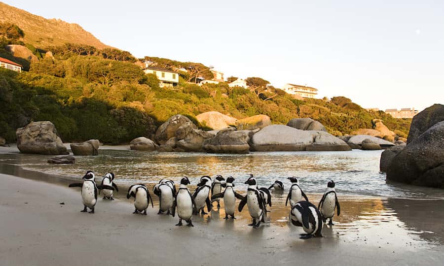 Cape Town: CAPE OF GOOD HOPE AND PENGUINS PRIVATE FULL DAY. - Simons Town and the African penguins