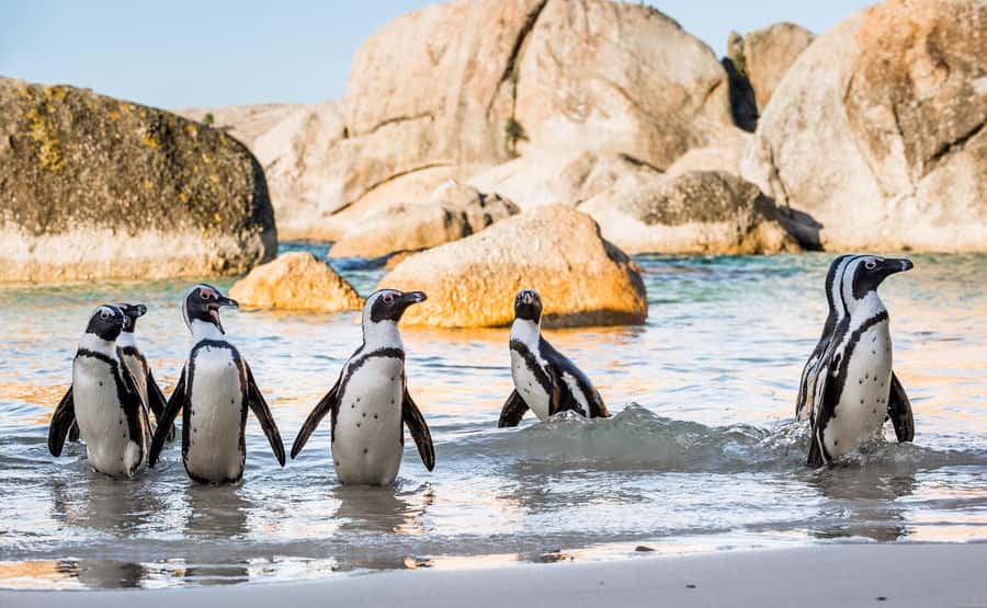 Cape Town: Cape of Good Hope & Penguins Day Tour with Pickup - Hout Bay and the optional Seal Island boat
