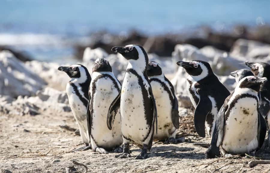 Cape Town: Cape of Good Hope & Penguins Full-Day Guided Tour - Cape of Good Hope and Cape Point
