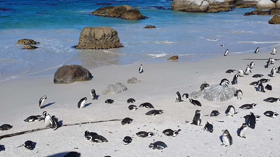 Cape Town: Cape of Good Hope, Seals and Penguins Day Tour - Noordhoek Farm Village and the ostrich stop