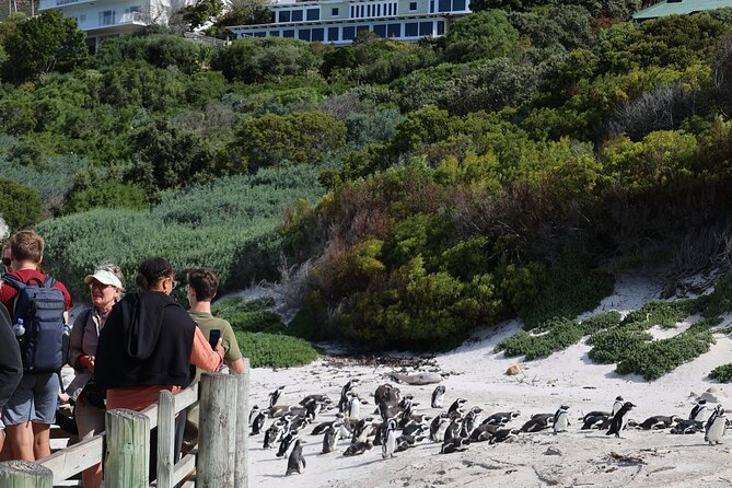 Cape Town: Cape of Good Hope Tour, Penguin Beach & Table Mountain - Why this one-day route works