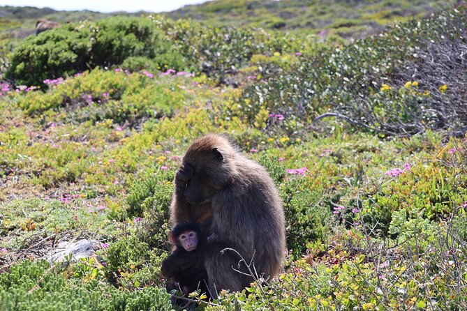 Cape Town: Cape of Good Hope Tour, Penguin Beach & Table Mountain - Boulders Beach puts African penguins close by