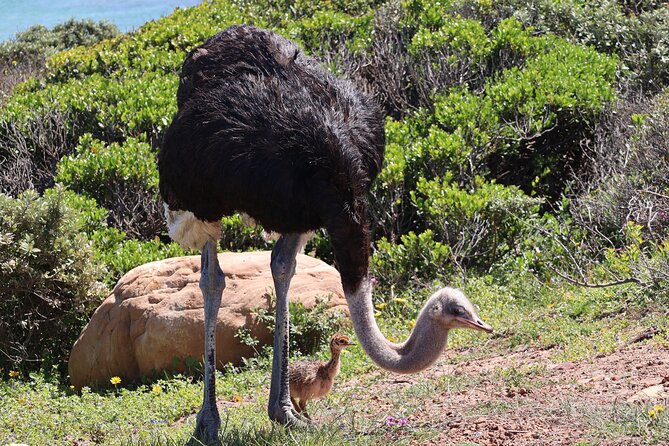 Cape Town: Cape of Good Hope Tour, Penguin Beach & Table Mountain - Simon’s Town adds a human story