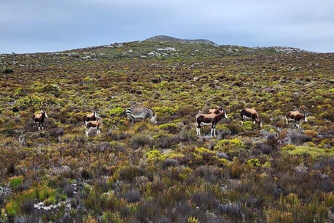 Cape Town: Cape of Good Hope Tour, Penguin Beach & Table Mountain - Maiden’s Cove and Camps Bay views