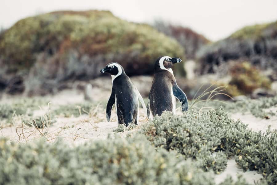 Cape Town: Cape Point and Penguin Colony Full Day Tour - Clifton, Camps Bay, and the Twelve Apostles