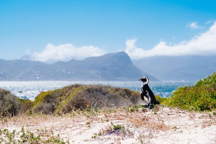 Cape Town: Cape Point and Penguin Colony Full Day Tour - How to handle the packed schedule
