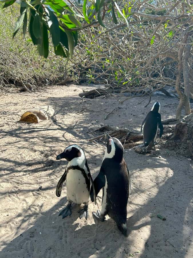 Cape Town: Full Day Cape of Good Hope with Penguins Tour - The guide can shape the whole day