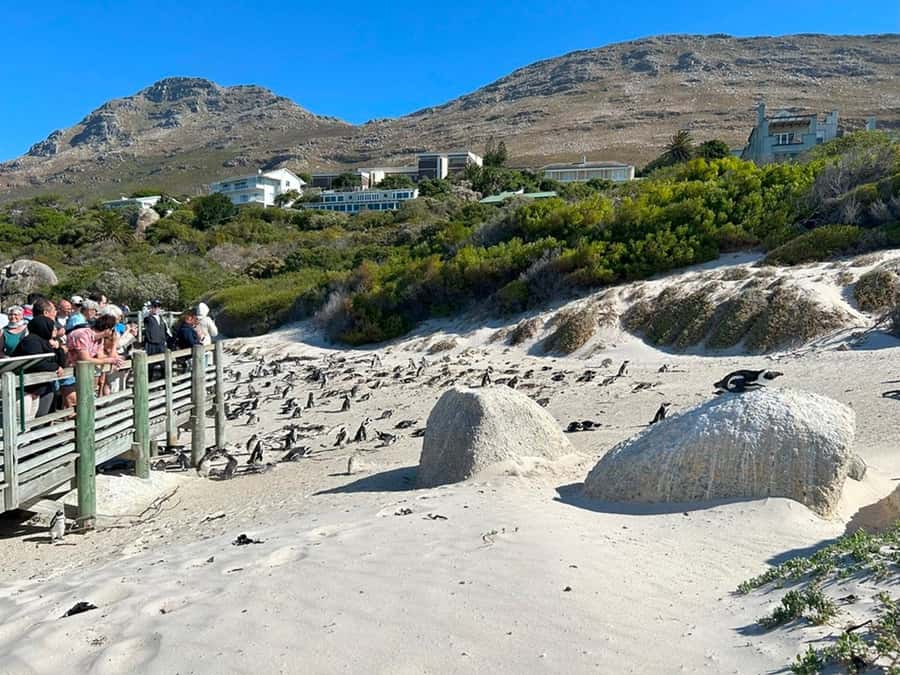 Cape Town: Full Day Cape of Good Hope with Penguins Tour - What to eat and what to bring