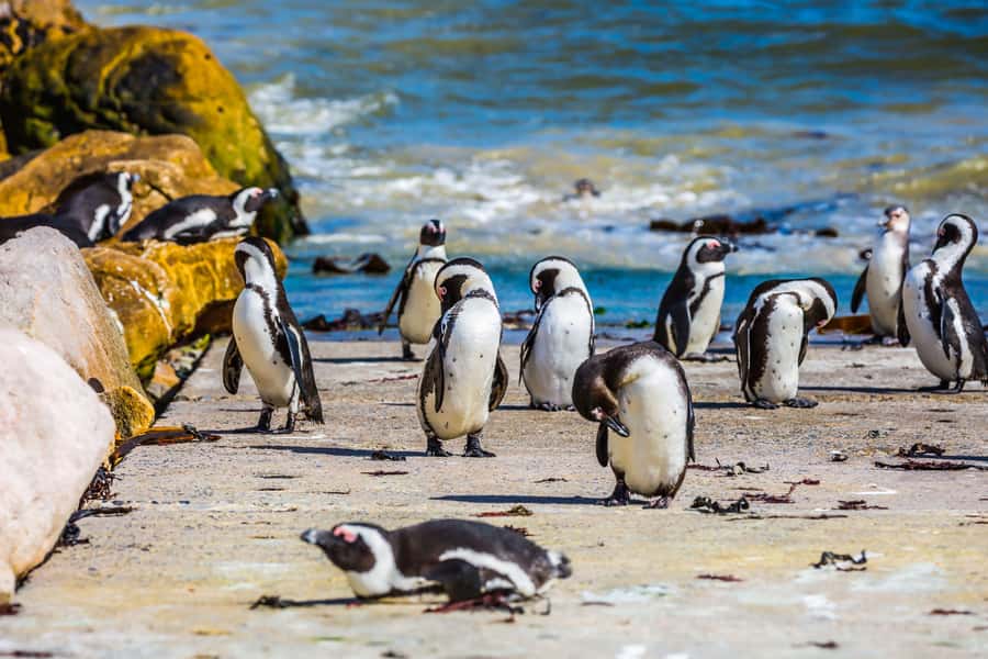 Cape Town: Full-Day Cape Peninsula and Penguins Tour - Key points to know before booking