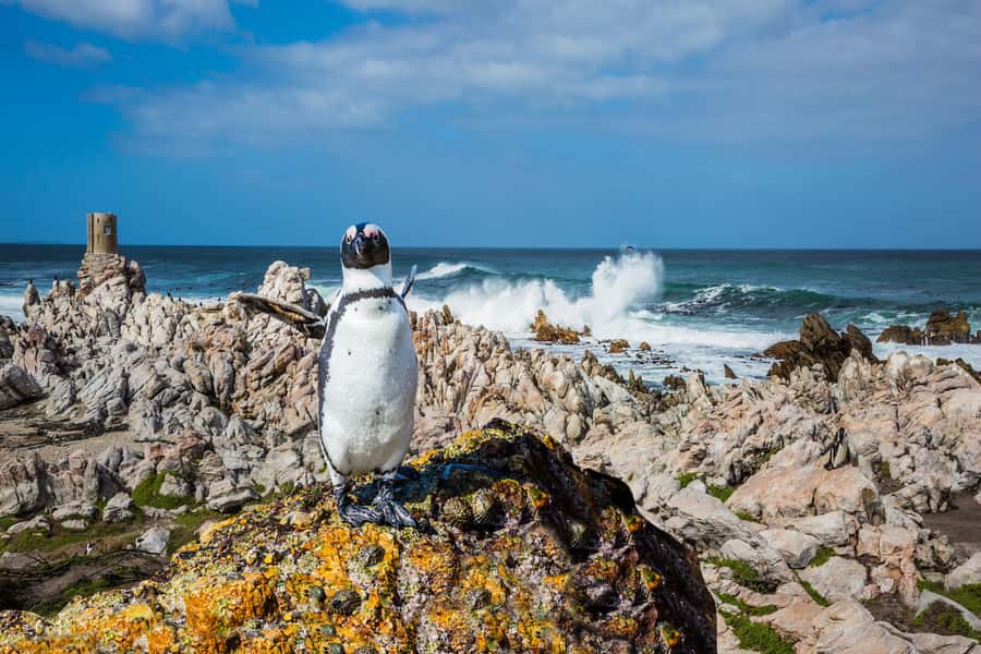 Cape Town: Full-Day Cape Peninsula and Penguins Tour - Starting in Bo-Kaap, Cape Towns painted quarter