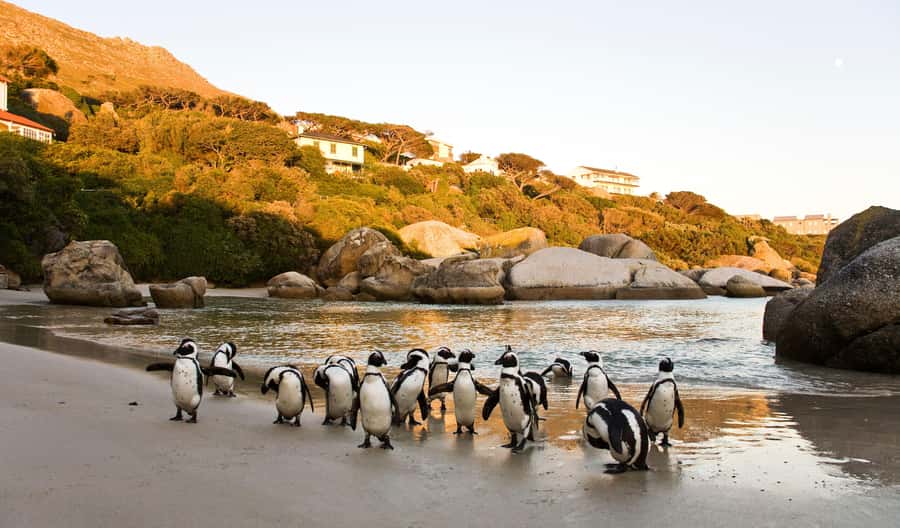 Cape Town: Full-Day Cape Peninsula and Penguins Tour - Hout Bay and the optional Seal Island trip