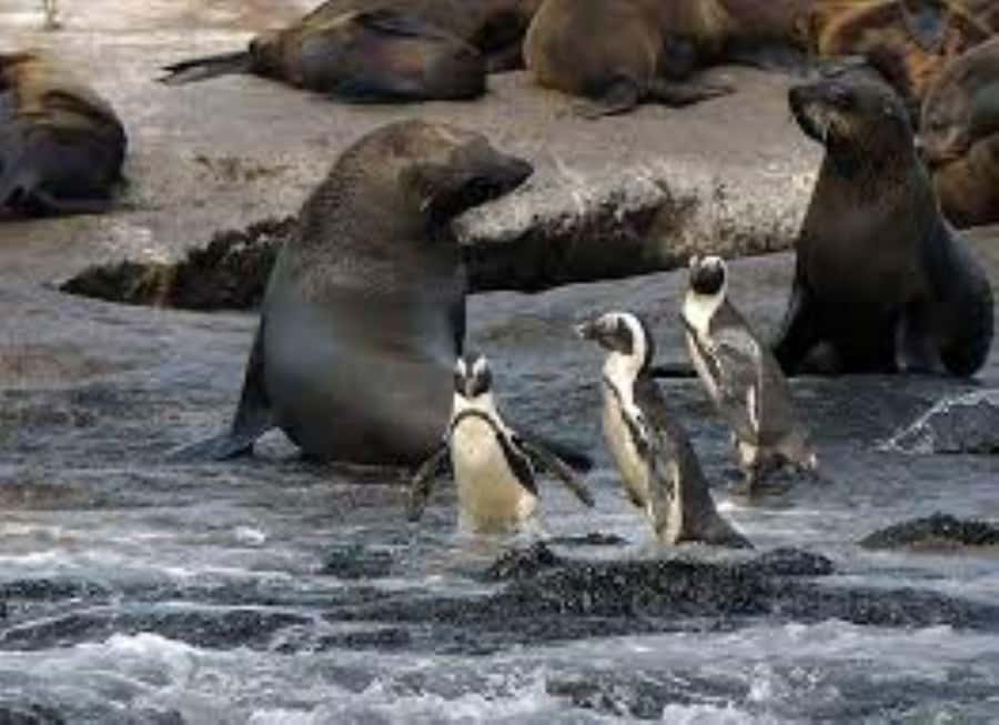 Cape Town: Full-Day Cape Peninsula Tour & Penguin Beach - Camps Bay, Llandudno, and Hout Bay