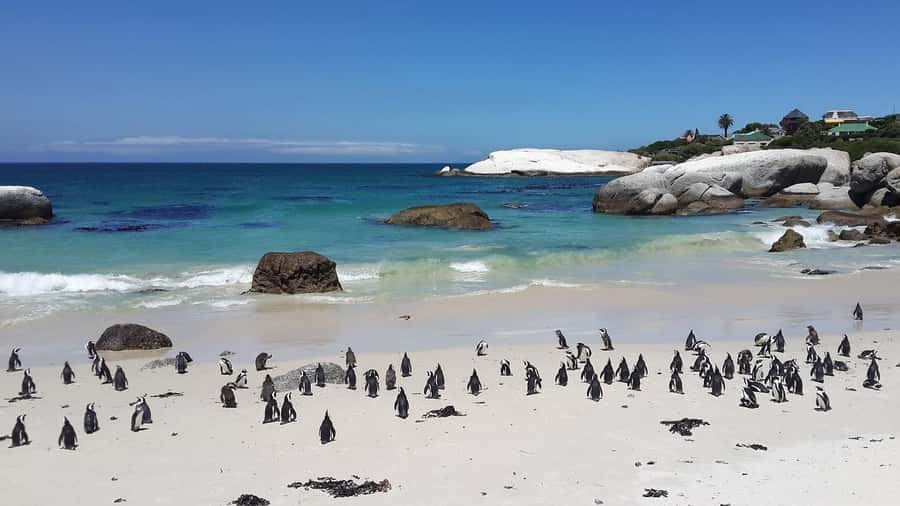 Cape Town: Full-Day Cape Peninsula Tour & Penguin Beach - Lunch and the penguins at Boulders Beach