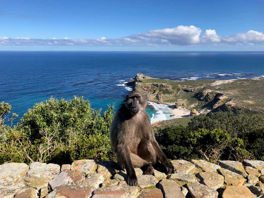 Cape Town: Full-Day Private Tour with Cape Point & Penguins - Why this Cape Peninsula day works so well
