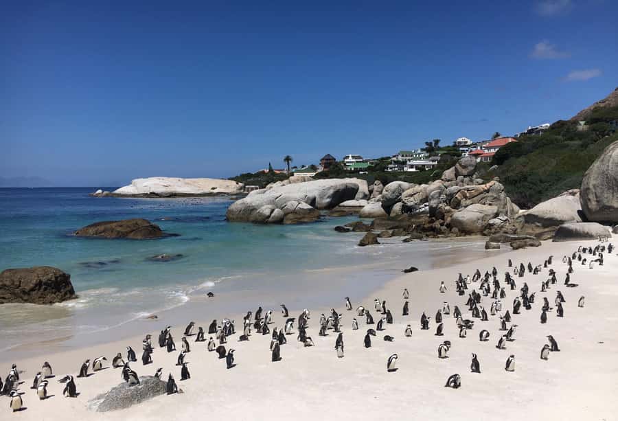 Cape Town: Full-Day Private Tour with Cape Point & Penguins - Cape Point and the southwestern tip of Africa