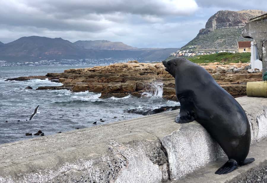 Cape Town: Full-Day Private Tour with Cape Point & Penguins - What to bring and how to prepare