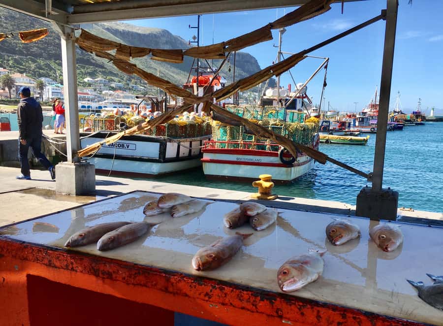 Cape Town: Full-Day Private Tour with Cape Point & Penguins - Who will get the most from this tour