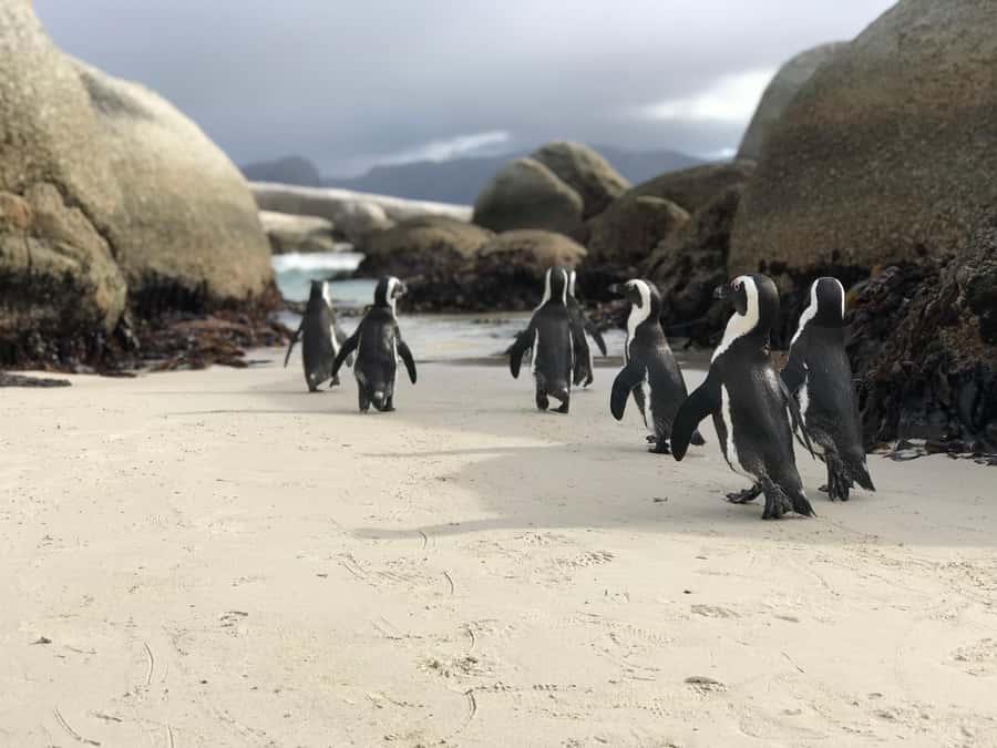 Cape Town: Half-Day Boulders Beach & Penguin Encounter Tour - Key Points To Know Before You Go