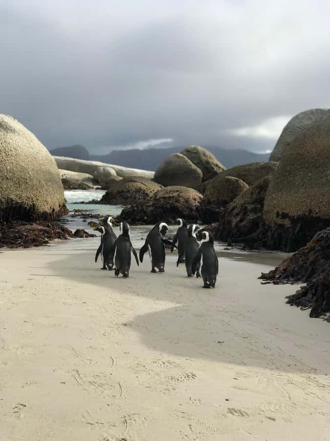 Cape Town: Half-Day Boulders Beach & Penguin Encounter Tour - Chapman’s Peak Adds More Than a Scenic Detour