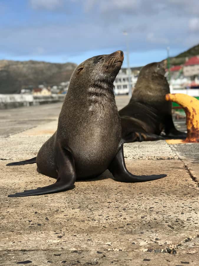 Cape Town: Half-Day Boulders Beach & Penguin Encounter Tour - What Your Five Hours May Feel Like