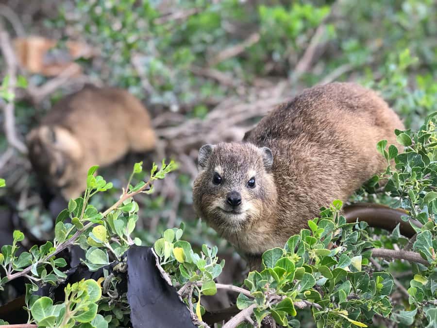 Cape Town: Half-Day Boulders Beach & Penguin Encounter Tour - Food, Fish and Chips, and Extra Costs