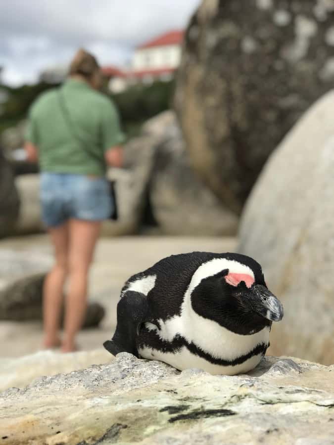 Cape Town: Half-Day Boulders Beach & Penguin Encounter Tour - Who Should Book This Tour