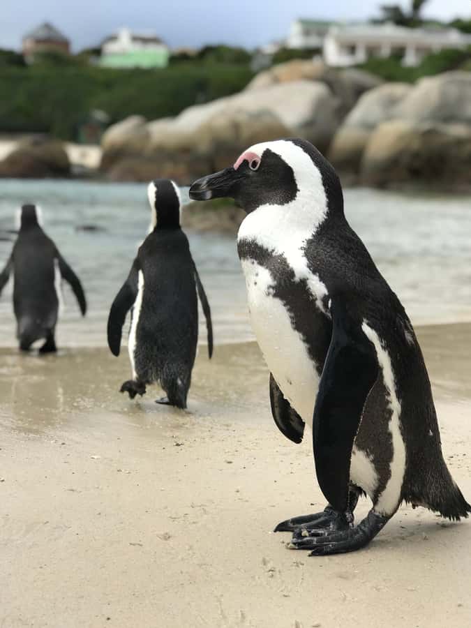 Cape Town: Half-Day Boulders Beach & Penguin Encounter Tour - The Drive Along False Bay