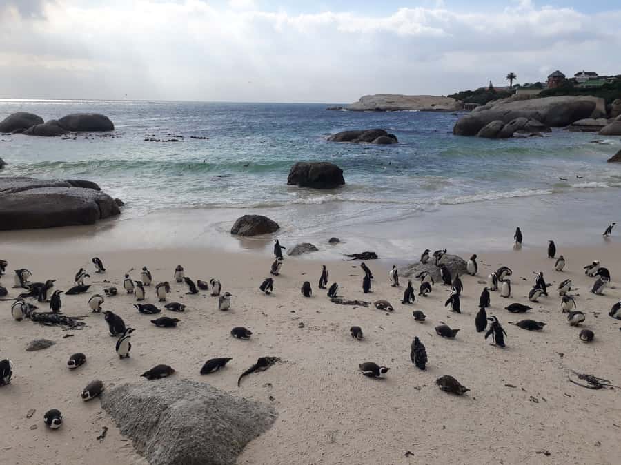 Cape Town: Halfday African Penguin tour - Key points at a glance