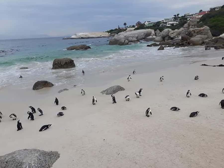 Cape Town: Halfday African Penguin tour - Clifton, Camps Bay, and Hout Bay from the road