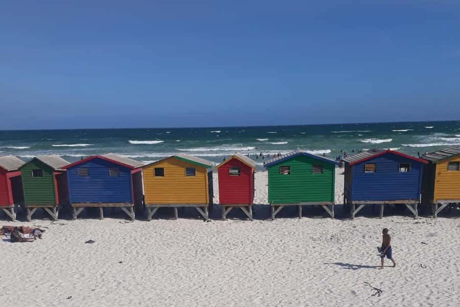Cape Town: Halfday African Penguin tour - Boulder’s Beach and the African Penguins