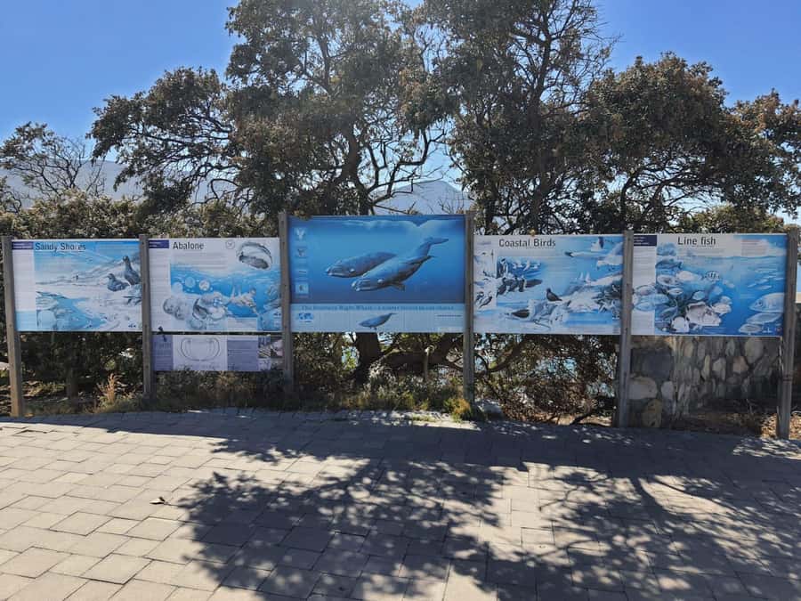 Cape Town: Hermanus Whale Watching Shared Boat & Penguins - Hermanus whales are the heart of the day