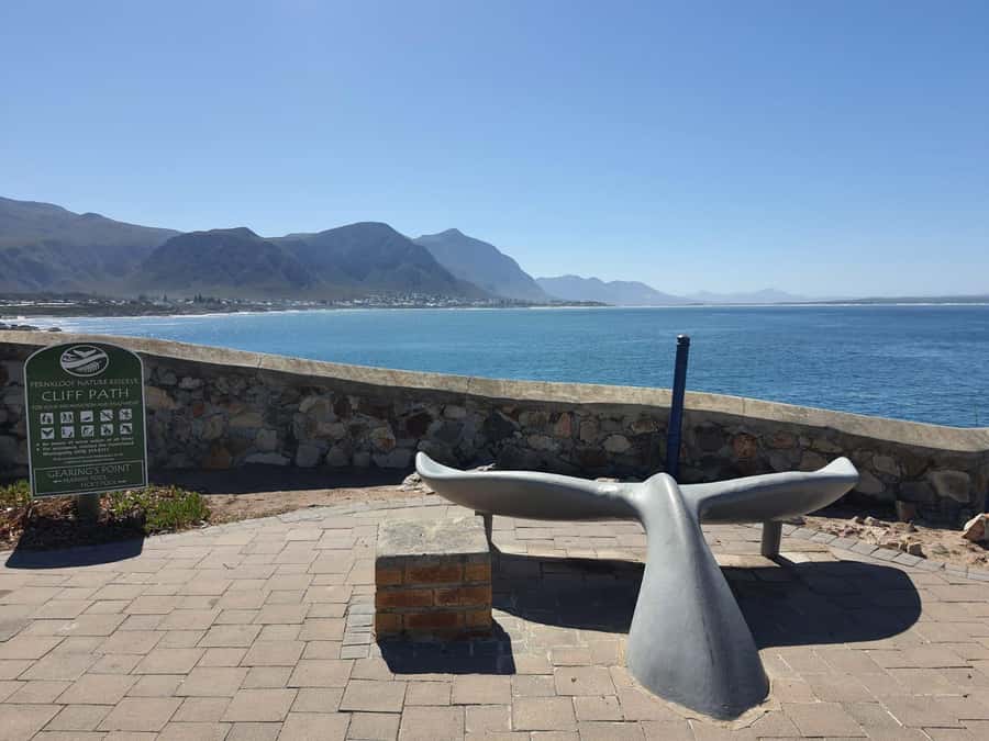 Cape Town: Hermanus Whale Watching Shared Boat & Penguins - New Harbour and the practical side of the boat trip