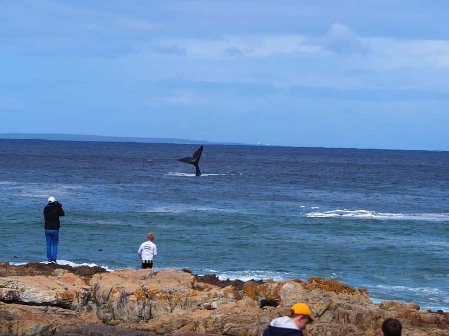 Cape Town: Hermanus Whale Watching Shared Boat & Penguins - Stony Point gives you a quieter penguin stop