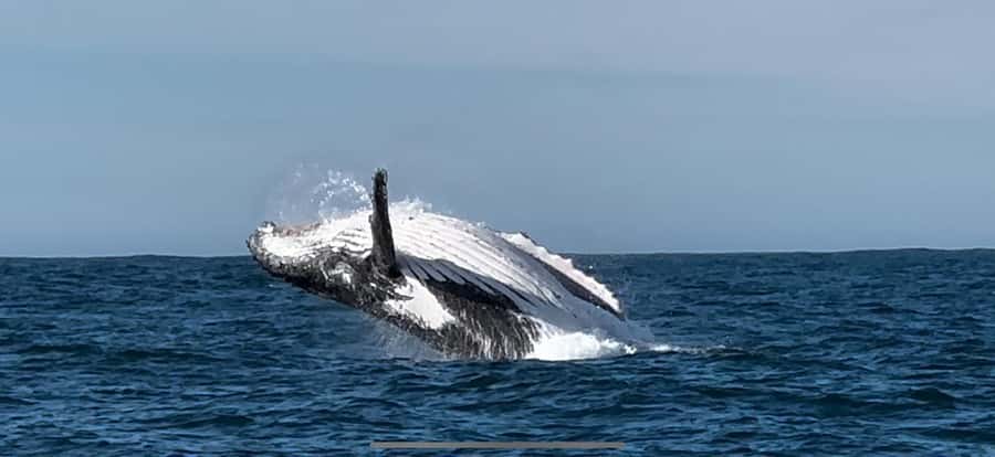 Cape Town: Hermanus Whale Watching Shared Boat & Penguins - What the private guide adds
