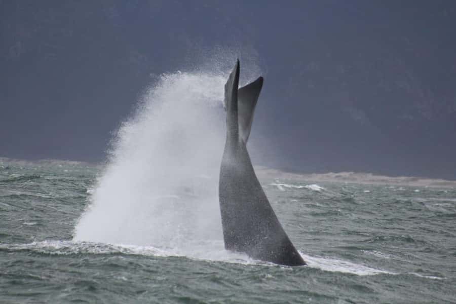 Cape Town: Hermanus Whale Watching Shared Boat & Penguins - FAQ