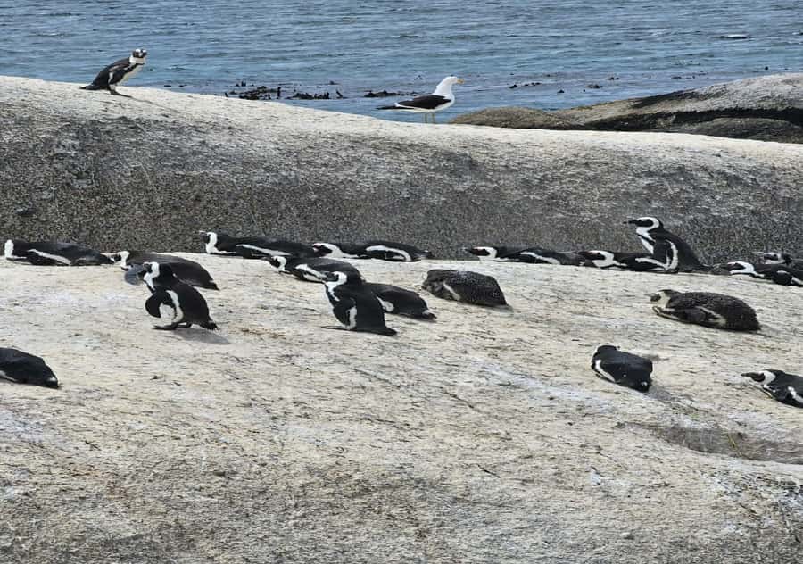 Cape Town: Penguin Watching at Boulders Beach Half Day Tour - Why the penguins deserve two hours