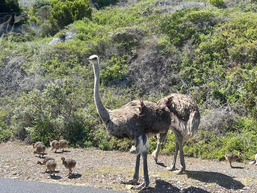 Cape Town: Penguins & Cape of Good Hope Day Tour with Pickup - Hout Bay and the optional Duiker Island boat
